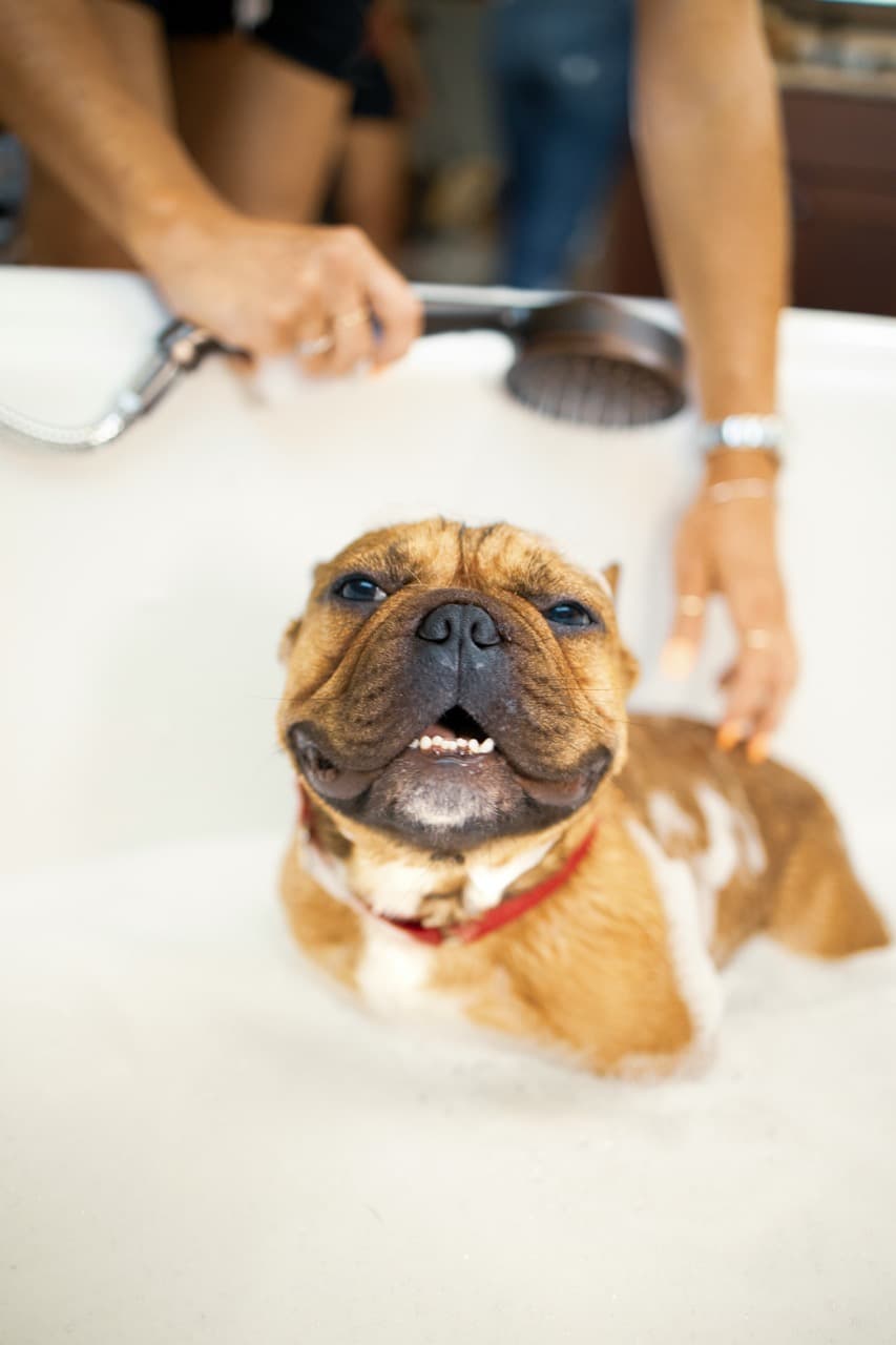 Toilettage à domicile