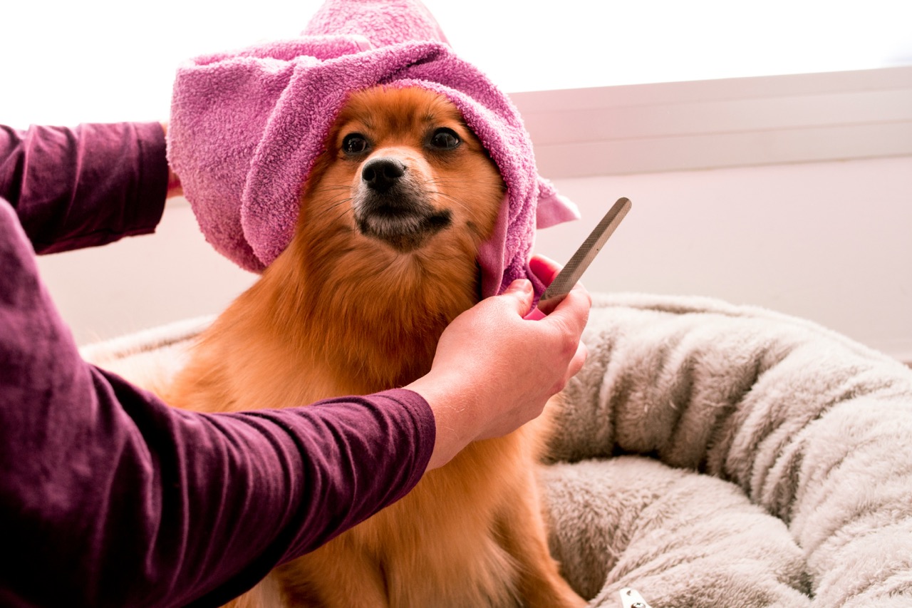 Chien en train d'être toiletté